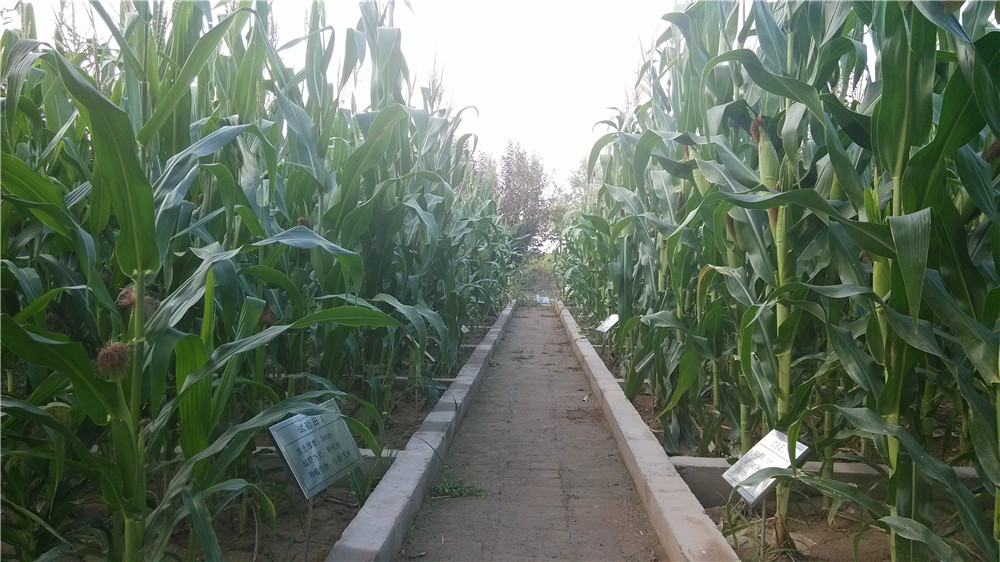 腾博汇游戏官网·(中国)专业效劳,诚信为本